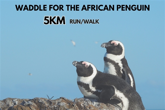 Waddle for the African Penguin